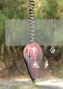 京東白條逾期就讓全部還?（京東白條逾期越還越多）
