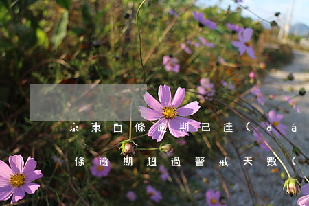 京東白條逾期已達(dá)上限短信(京東白條逾期超過警戒天數(shù))