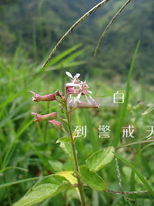 京東白條逾期幾天（京東白條逾期達(dá)到警戒天數(shù)）