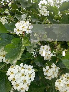 京東白條逾期幾天還會上征信嗎