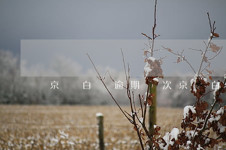 京東白條逾期幾次(京東白條最長逾期了多久)