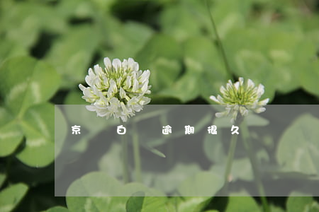 京東白條逾期很久