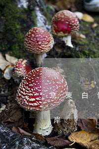 京東白條逾期怎么上岸(京東白條逾期怎么上岸)