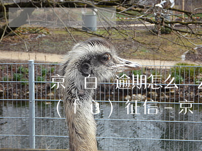 京東白條逾期怎么樣去協(xié)商恢復(fù)征信-京東白條逾期怎么樣去協(xié)商恢復(fù)征信記錄