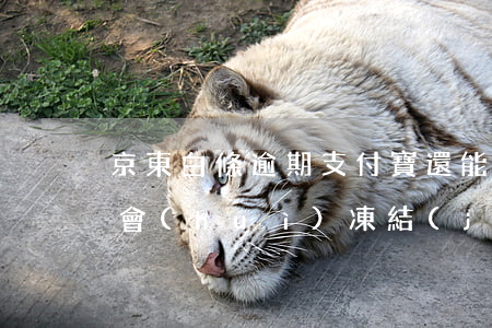 京東白條逾期支付寶還能用嗎(京東白條逾期會(huì)凍結(jié)微信和支付寶)