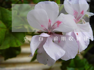 京東白條逾期收到律師函是真的嗎