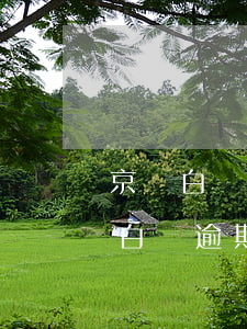 京東白條逾期會(huì)影響征信嗎?（京東白條逾期影響個(gè)人征信）