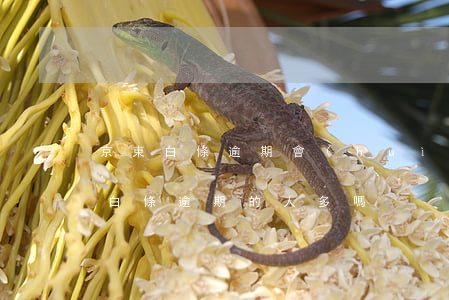 京東白條逾期會(huì)有人上門嗎（京東白條逾期的人多嗎）