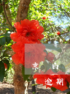 京東白條逾期會(huì)被停用嗎(京東白條逾期還能繼續(xù)使用嗎)