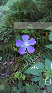 京東白條逾期會(huì)關(guān)閉白條嗎(京東白條逾期會(huì)如何)