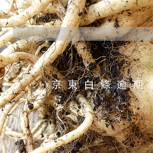 京東白條逾期會上報人行嗎