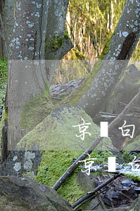 京東白條逾期會不會打電話給通訊錄的人-京東白條逾期會不會打電話給通訊錄的人呢