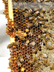 京東白條逾期會凍結(jié)名下所有銀行卡嗎（京東白條逾期會影響銀行小白卡嗎）