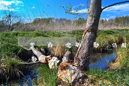 京東白條逾期會影響信用貸嗎(京東白條逾期影響征信嗎)