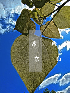 京東白條逾期會影響花唄嗎(花唄有逾期能用京東白條嗎)