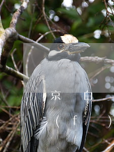 京東白條逾期會爆短信嗎(京東白條逾期會發(fā)短信)