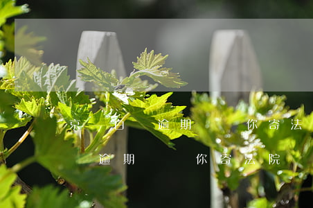 京東白條逾期會給你寄法院傳票嗎-京東白條逾期會給你寄法院傳票嗎是真的嗎