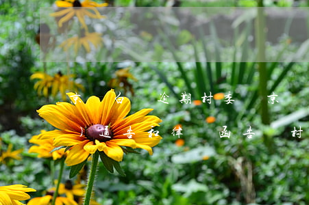 京東白條逾期村委會(京東白條逾期發(fā)通告和律師函告訴村委)