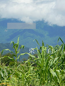 京東白條逾期查征信嗎(京東白條會查征信嗎?)