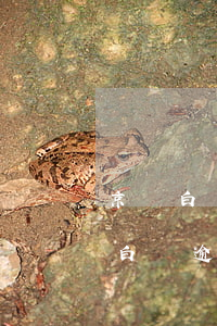 京東白條逾期發(fā)來電子律師函（京東白條逾期第三方發(fā)律師函）