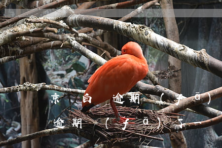 京東白條逾期發(fā)送律師函（京東白條逾期發(fā)了一個短信律師函）