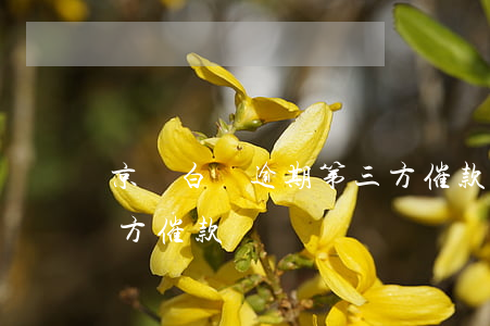 京東白條逾期第三方催款很煩(京東白條有三方催款嗎)