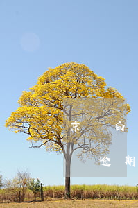 京東白條逾期第三方讓處理一部分-京東白條逾期第三方讓處理一部分