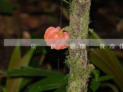 京東白條逾期給我寄律師函了