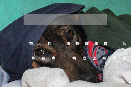 京東白條逾期能在京東上班嗎-京東白條逾期在京東物流上班有影響嗎