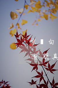 京東白條逾期能坐飛機(jī)嗎(京東白條逾期真的會上門嗎)