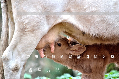 京東白條逾期能消除么（京東白條逾期最好的處理方法）
