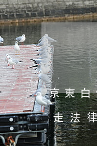京東白條逾期處理流程-京東白條逾期多久走法律程序?