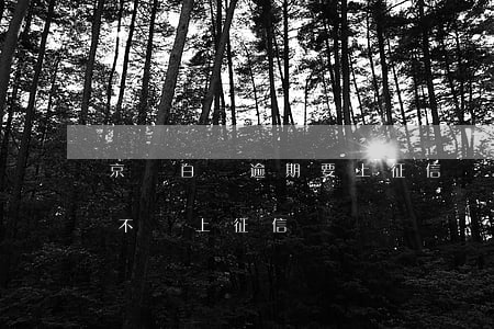 京東白條逾期要上征信嗎（京東白條逾期后會不會上征信）