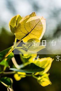 京東白條逾期要上門(mén)取證怎么處理-京東白條逾期要上門(mén)取證,真的嗎?