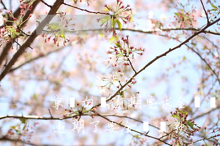 京東白條逾期要求全額還款怎么辦（京東白條逾期了要全額還款）