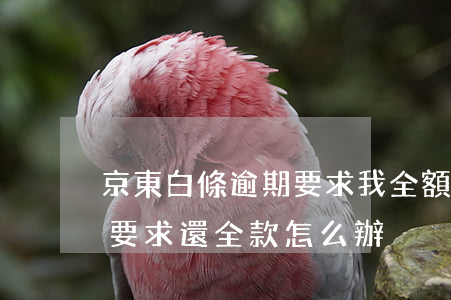 京東白條逾期要求我全額還款 京東白條逾期要求還全款怎么辦