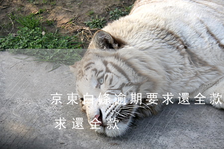 京東白條逾期要求還全款-京東白條逾期要求還全款
