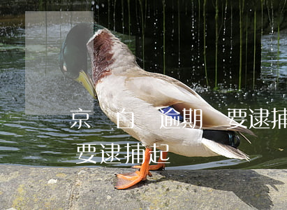 京東白條逾期說要逮捕起訴（京東白條逾期說要逮捕起訴）