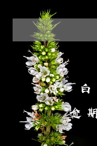 京東白條逾期費(fèi)用怎么算(京東白條逾期多少錢會(huì)上征信)