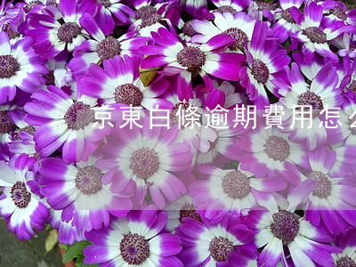 京東白條逾期費用怎么算的