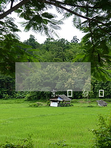 京東白條逾期走流程（京東白條逾期走流程）
