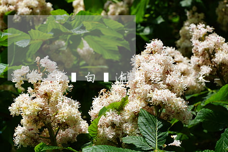 京東白條逾期超15天-京東白條不小心逾期4天