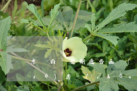 京東白條逾期通告函會(huì)凍結(jié)房產(chǎn)嗎 京東白條逾期發(fā)了通告函了怎么辦