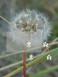 京東白條逾期還不還會(huì)怎么樣-京東白條逾期還款會(huì)怎么樣