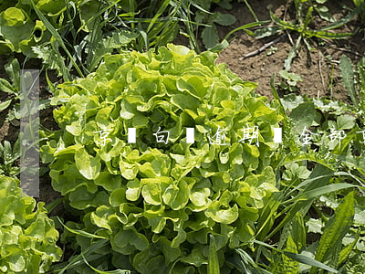 京東白條逾期還全部(京東白條逾期了怎么還)