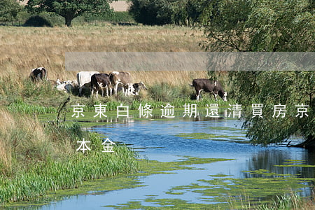 京東白條逾期還清買房 京東白條逾期只還了本金