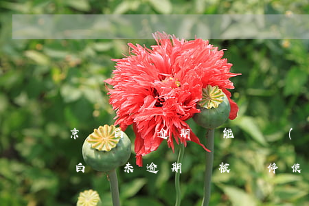 京東白條逾期還能繼續(xù)使用嗎（京東白條未逾期卻被暫停使用）