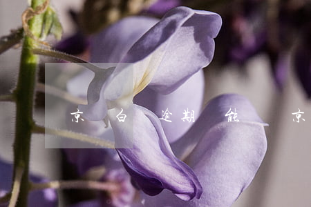 京東白條逾期還能開馬(京東白條逾期了怎么辦)
