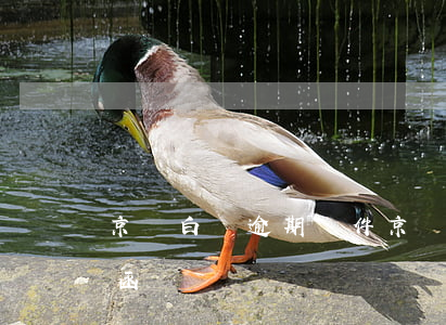京東白條逾期郵件(京東白條逾期發(fā)函)