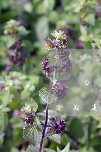京東白條逾期開(kāi)庭文件(京東白條逾期通告函后續(xù))